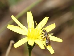 Lasioglossum calophyllae