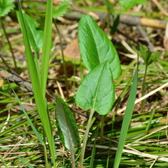 Saussurea controversa