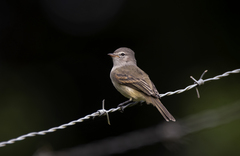 Southern Beardless-Tyrannulet photo 2