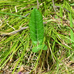 Saussurea controversa
