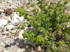 Teucrium halacsyanum