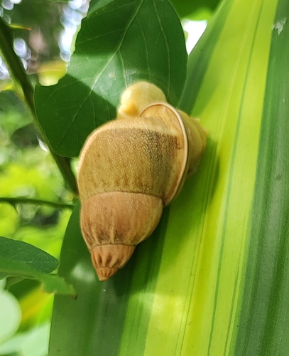 Auris illheocola