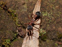 Myrmecia nigriceps