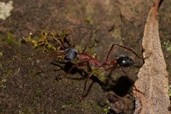 Myrmecia nigriceps
