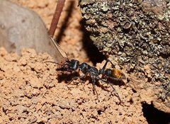 Myrmecia mandibularis