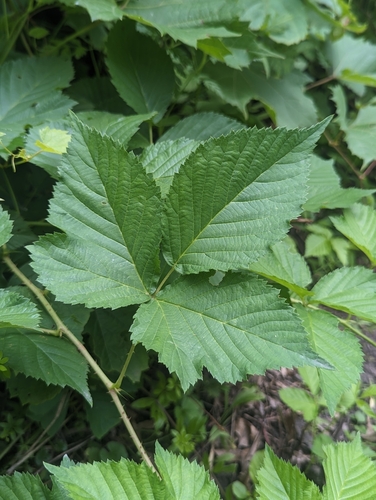 Iron River dewberry (Rubus ferrofluvius)