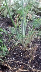 Daucus carota sativus
