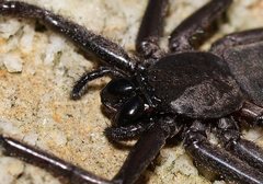 Morebilus plagusius