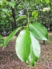 Prunus