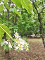 Prunus