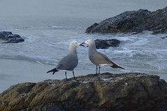 Leucophaeus modestus