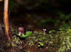 Corybas grumulus
