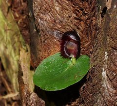 Corybas grumulus
