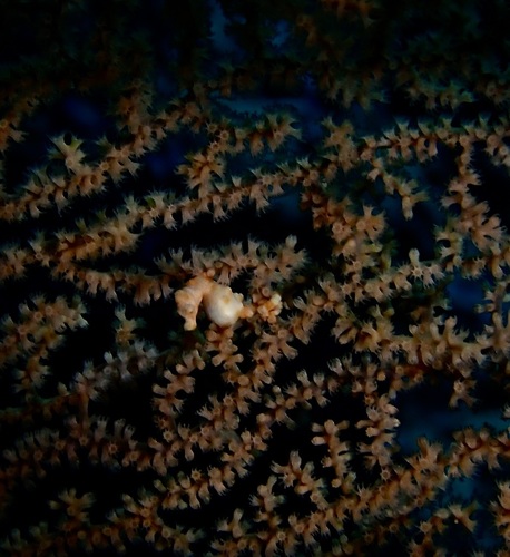 Hippocampus denise
