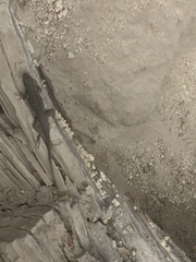 Sceloporus occidentalis longipes