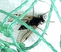 Chrysopilus fasciatus