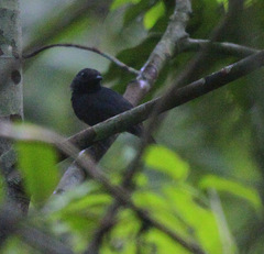 Thamnomanes saturninus