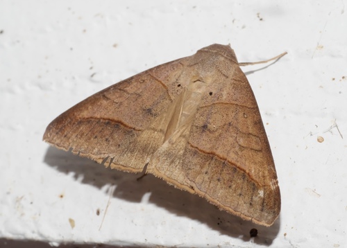 Texas Mocis Moth photo 3