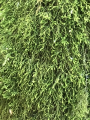 Anomodon longifolius