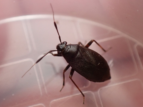 Black plant bug photo 4