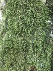 Anomodon longifolius