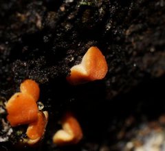 Trichoderma nothescens