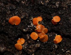 Trichoderma nothescens