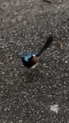 Malurus lamberti