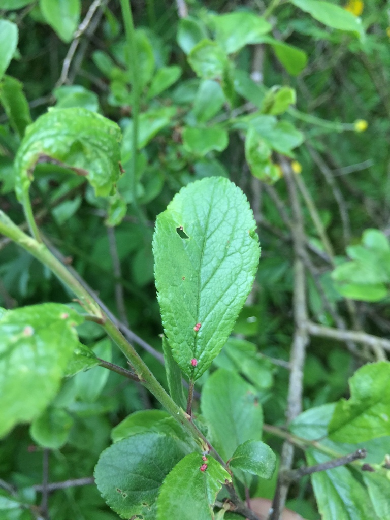 Eriophyes homophyllus
