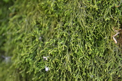 Anomodon longifolius