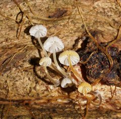 Mycena maldea