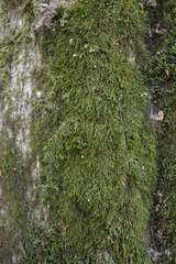 Anomodon longifolius