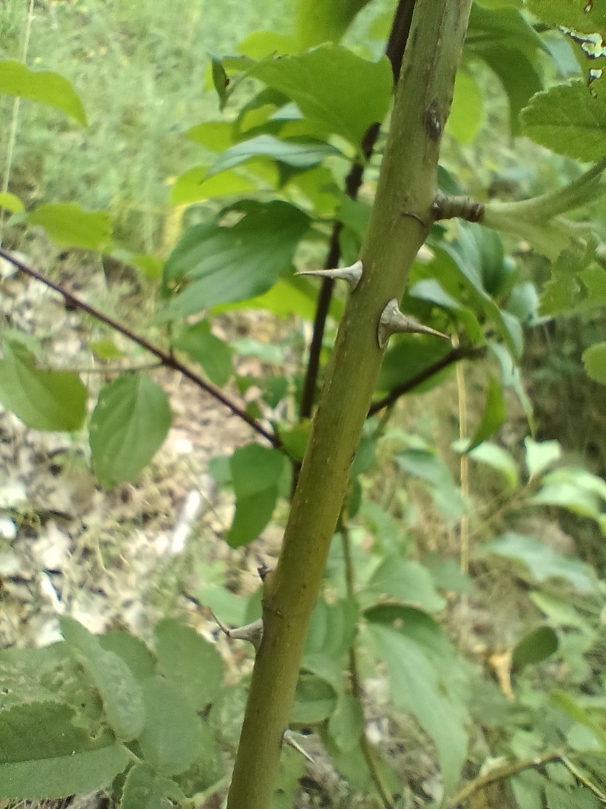 Imagem de Rosa silvestre