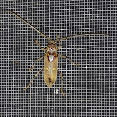 Susuacanga stigmatica