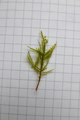 Anomodon longifolius