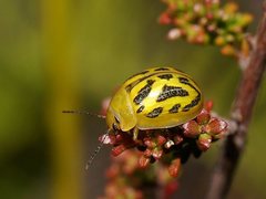 Paropsisterna obliterata