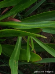 Cochlearia officinalis
