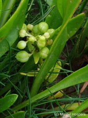 Cochlearia officinalis
