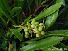 Cochlearia officinalis