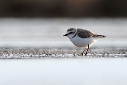 Chorlitejo patinegro (Charadrius alexandrinus)