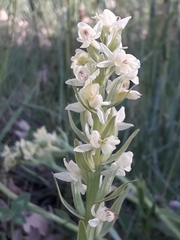 Dactylorhiza insularis