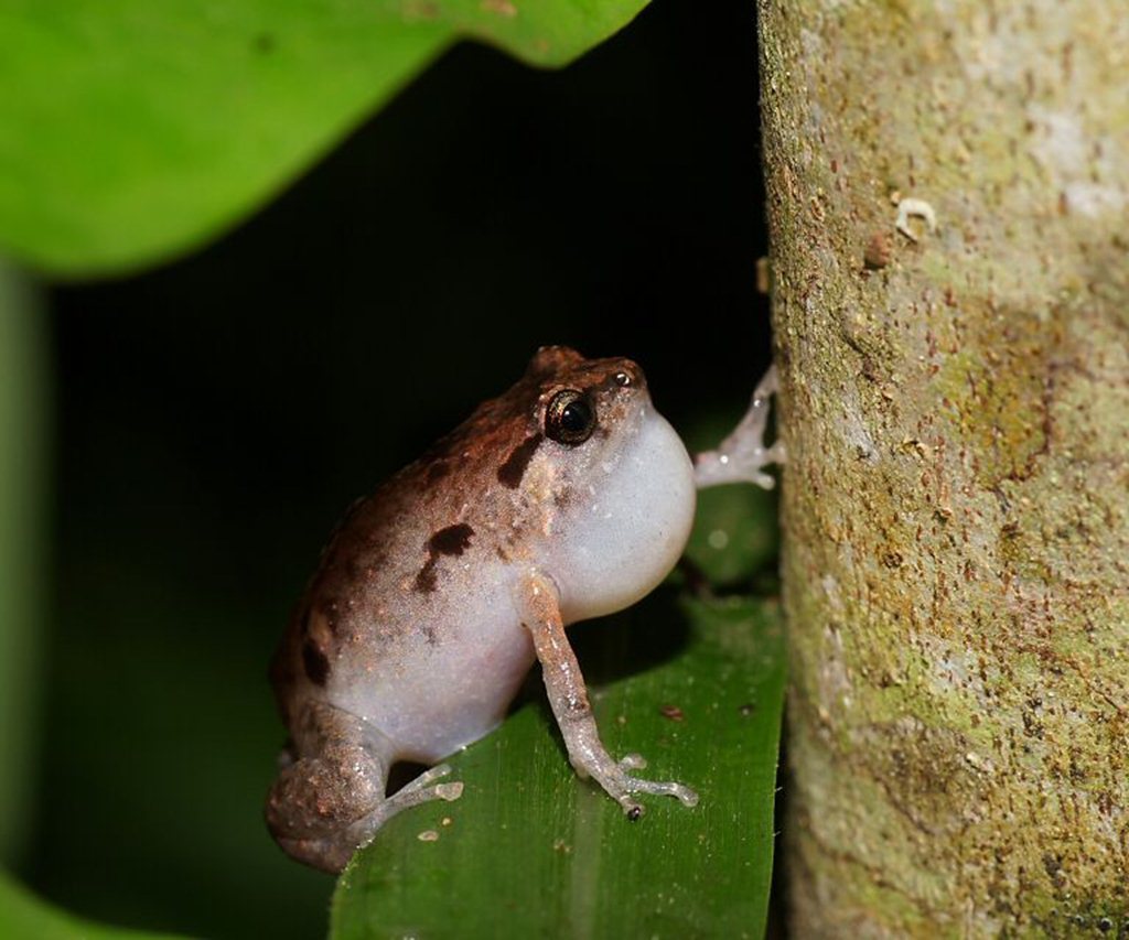 Southern Ornate Nursery-Frog