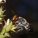 Megachile aurifrons - Photo (c) Reiner Richter, algunos derechos reservados (CC BY-NC-SA), subido por Reiner Richter
