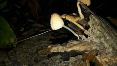 Coprinellus radians