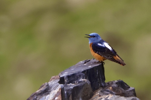 Roquero rojo (Monticola saxatilis)