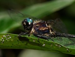 Eusynthemis aurolineata