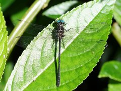 Eusynthemis aurolineata