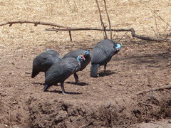 Numida meleagris mitratus