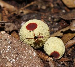 Gymnogaster boletoides