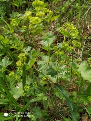 Alchemilla breviloba